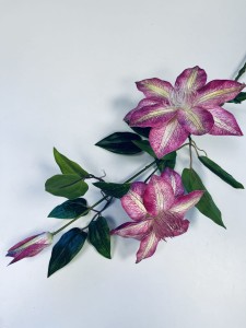 Clematis fuksja 85 