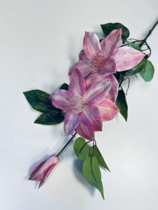 Clematis różowy 85  