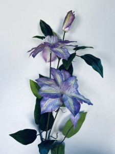 Clematis fiolet 85   