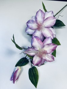 Clematis jasny fiolet 85 