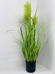 Trawa pampasowa limonka 80