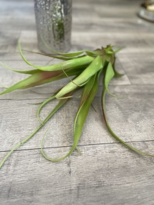 Sukulent silikonowy gigant ombre 50