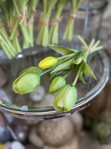 Bukiet tulipanów limonka 26