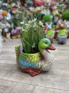 Kaczka  z doniczką 23
