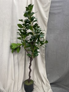 Drzewo oliwne 125 cm
