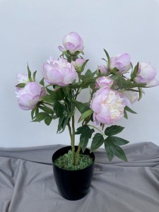 Piwonia w doniczce różowa 60