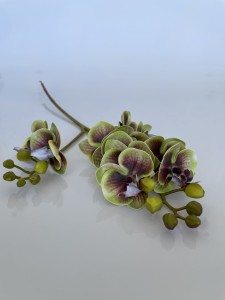 Storczyk herbaciany 60