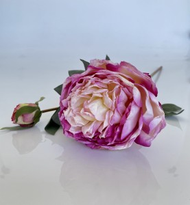 Piwonia fioletowa  58