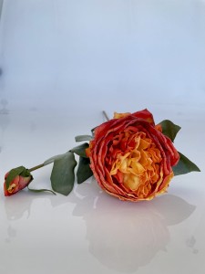 Piwonia herbaciana 58
