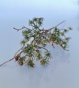 Gałązka dekoracyjna 48