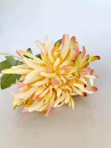 Chryzantema ombre  75 