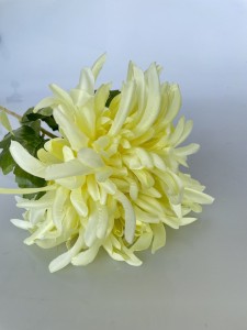 Chryzantema  żółta   75   