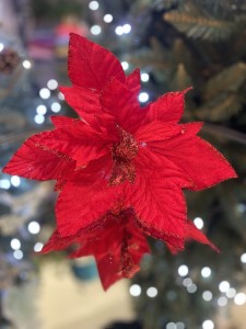 Gwiazda betlejemska czerwona 28
