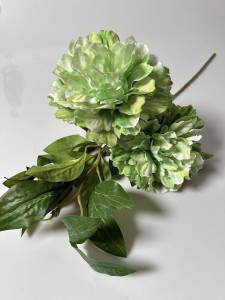 Piwonia  limonka 74 