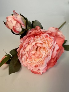 Piwonia ombre 60 