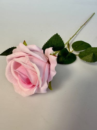 IMG_6480.jpeg
