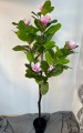 IMG_6627.jpeg