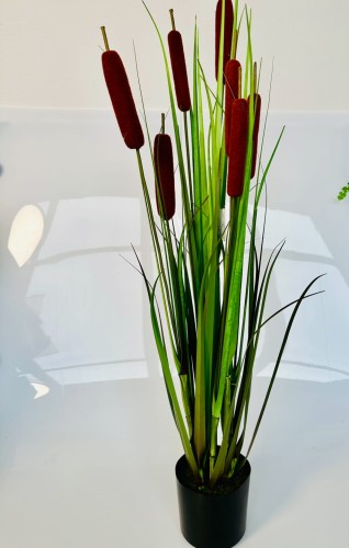 IMG_7201.jpeg
