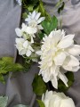 IMG_7879.jpeg