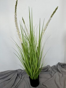 Trawa biała   kwitnąca 90 