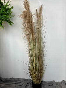 Trawa  pampas naturalny 150