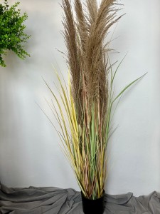 Trawa  pampas naturalny 150