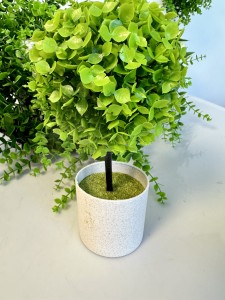 Bukszpan  w doniczce 25