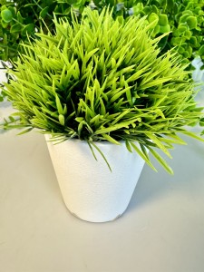 Roślina w doniczce 14