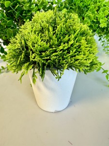 Roślina w doniczce 14 