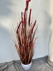 Trawa kwitnąca bordo 110 