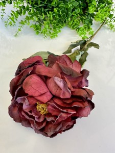 Piwonia bordo 75 