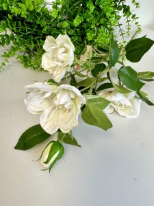 Róża biała 72