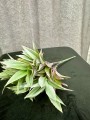 IMG_0951.jpeg