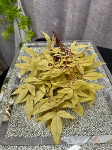 Gałązka żółtych liści 44