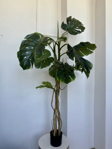 Drzewo monstera 190