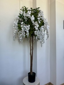 Drzewo wisteria biała 190