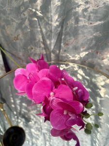 Storczyk różowy 80