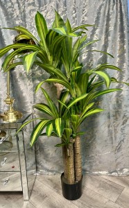Dracena 135