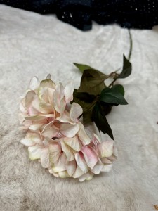 Hortensja różowa  ombre 60