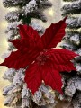 IMG_6321.jpeg