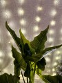 IMG_6420.jpeg