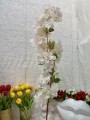 IMG_7495.jpeg