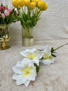 Klematis biały 80