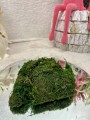 IMG_8116.jpeg