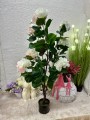 IMG_8296.jpeg