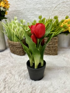 Tulipan w doniczce czerwony 25