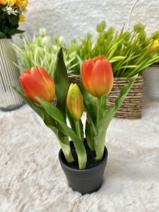 Tulipan w doniczce pomarańczowy 25  