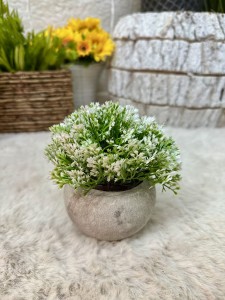 Roślina w doniczce 14 