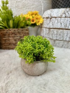 Roślina w doniczce 14 