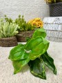 IMG_8886.jpeg